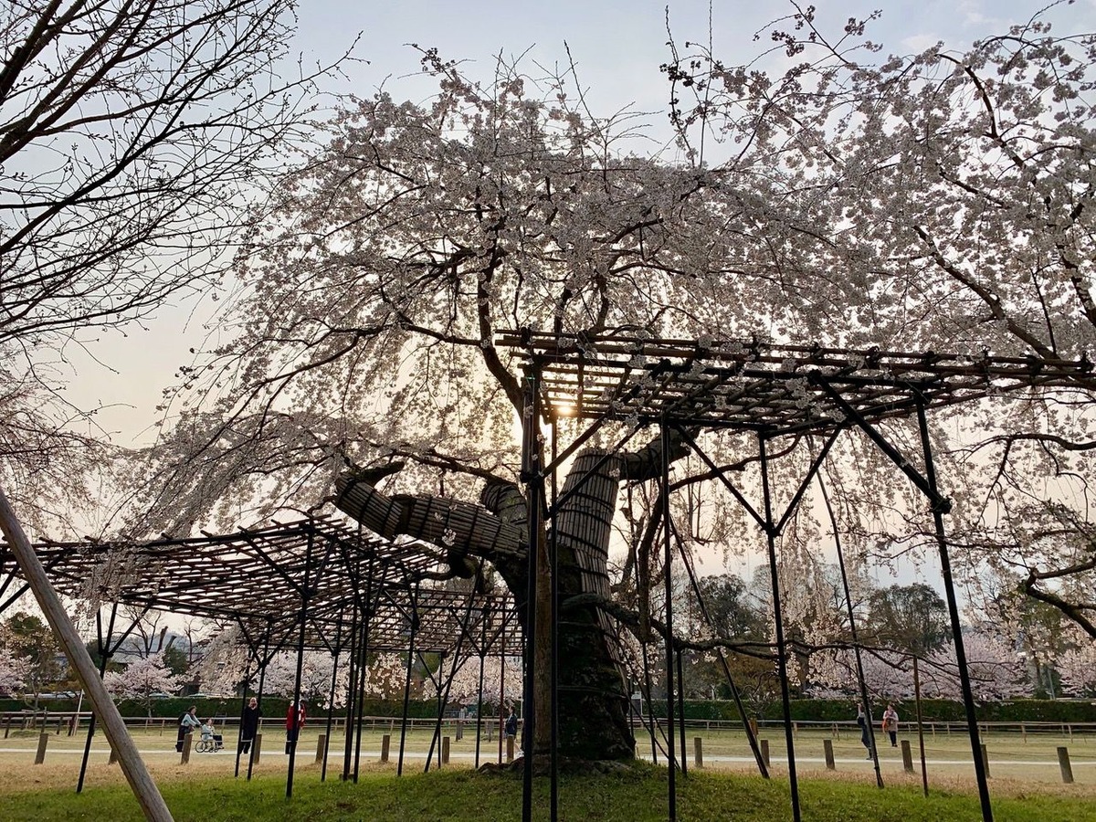 上賀茂神社の御所桜2