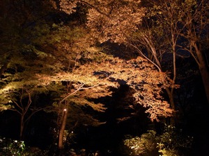 20171121_六義園_13