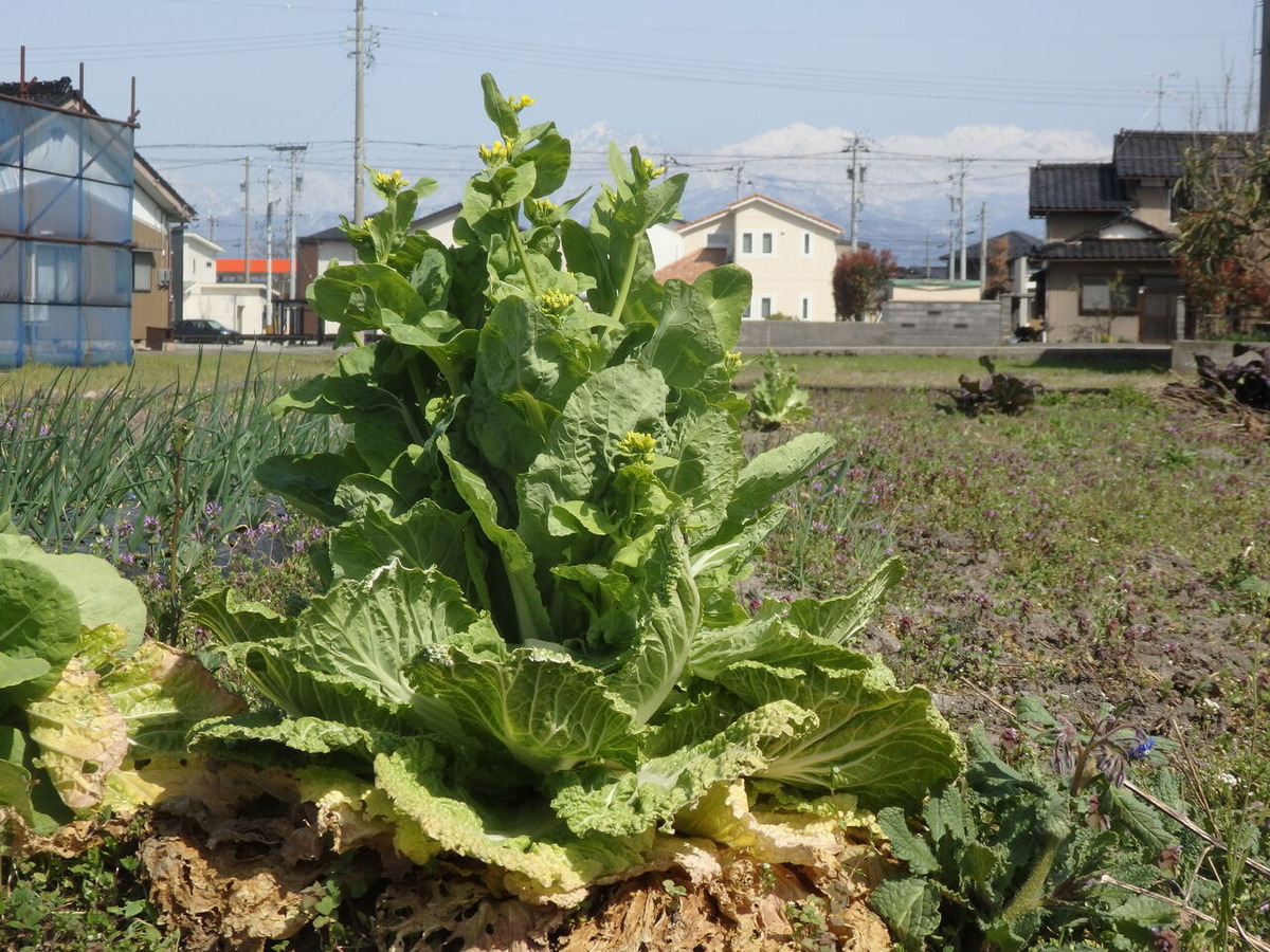 202104藤江民‗菜花