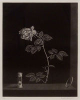 hasegawa_06_bara-toki