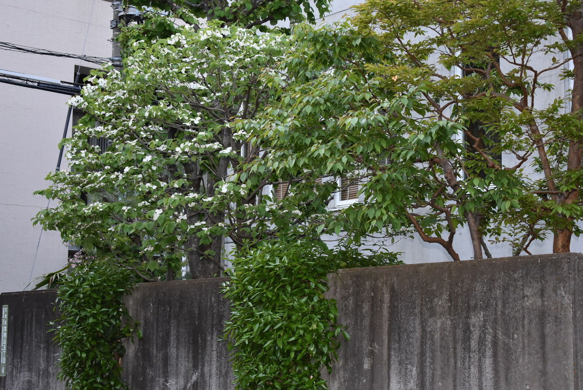 ハナミズキアップ