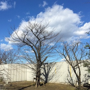 10914687_1533797873559962_1156271453_n