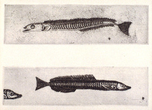 駒井哲郎_個展案内状_二匹の魚