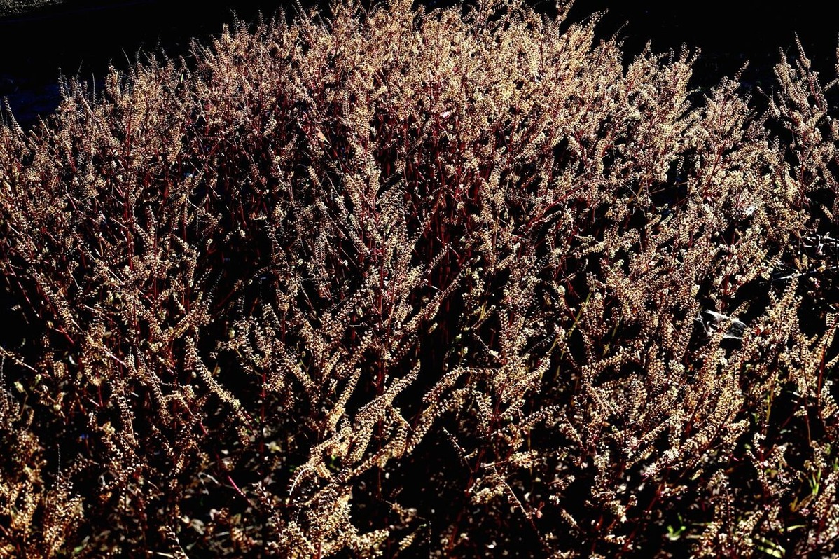 202111平嶋彰彦_ph9