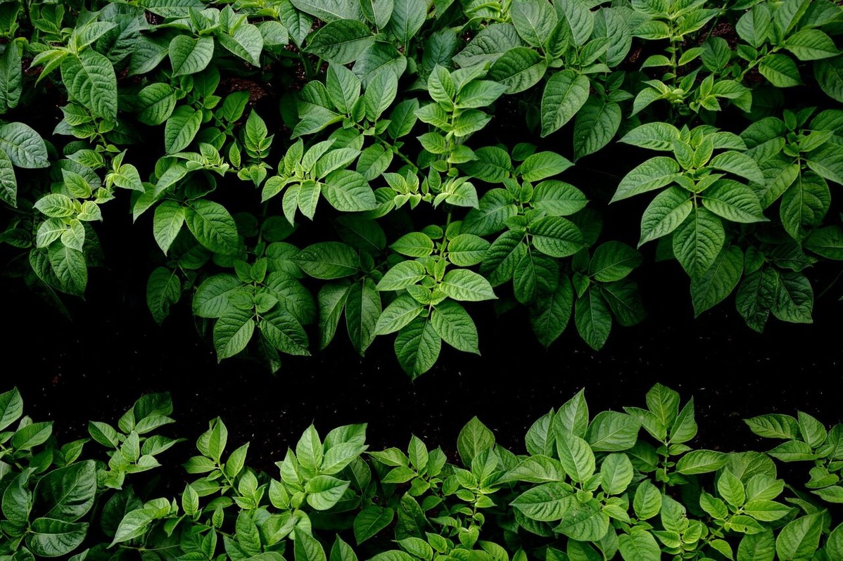 202106平嶋彰彦ph6-6V7A7662-b