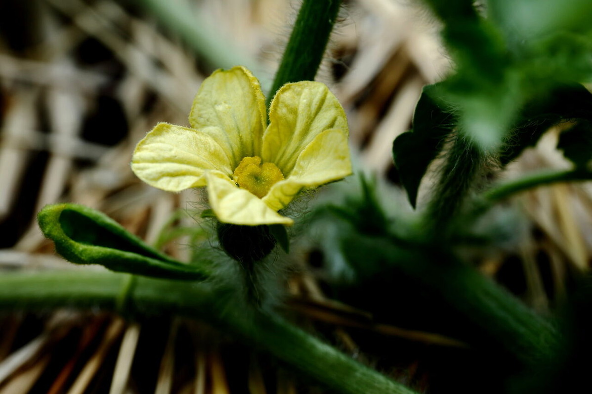 202106平嶋彰彦ph9-6V7A9305-z