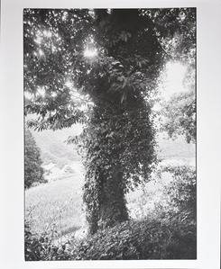 H氏コレクションLot.48　北井一夫