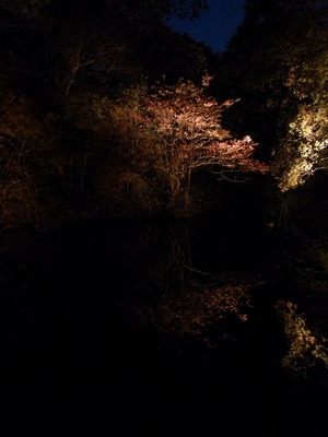 20171121_六義園_23