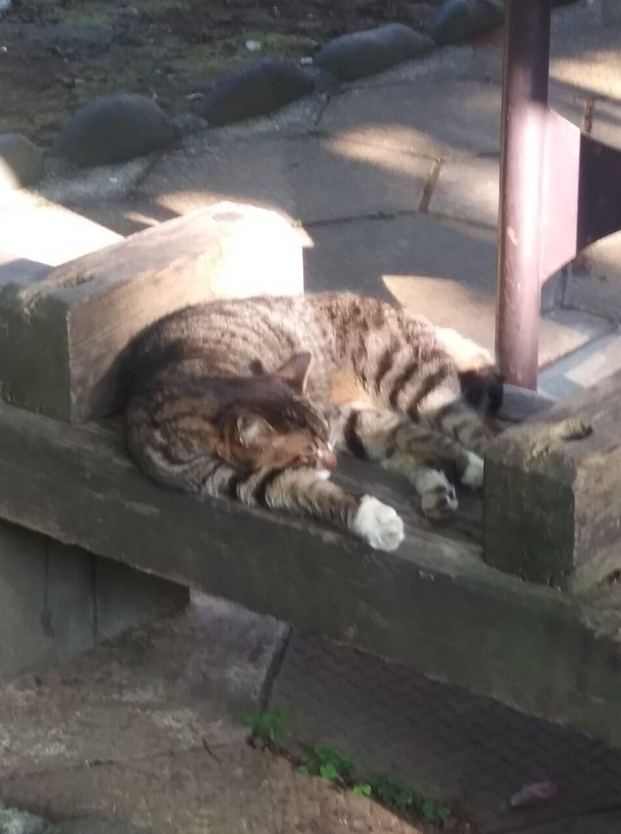 100997201_254848479159670_1380167790446510080_n