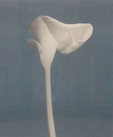 mapplethorpe_01_america-flower