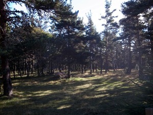 29ル・ソヴァージュ 森の中