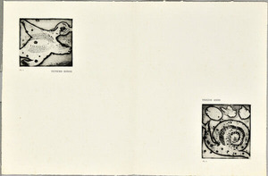 PL.2右カタツムリ_PL.3左_小鳥