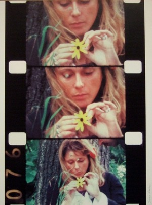 DSCF1228mekasuひなぎく600