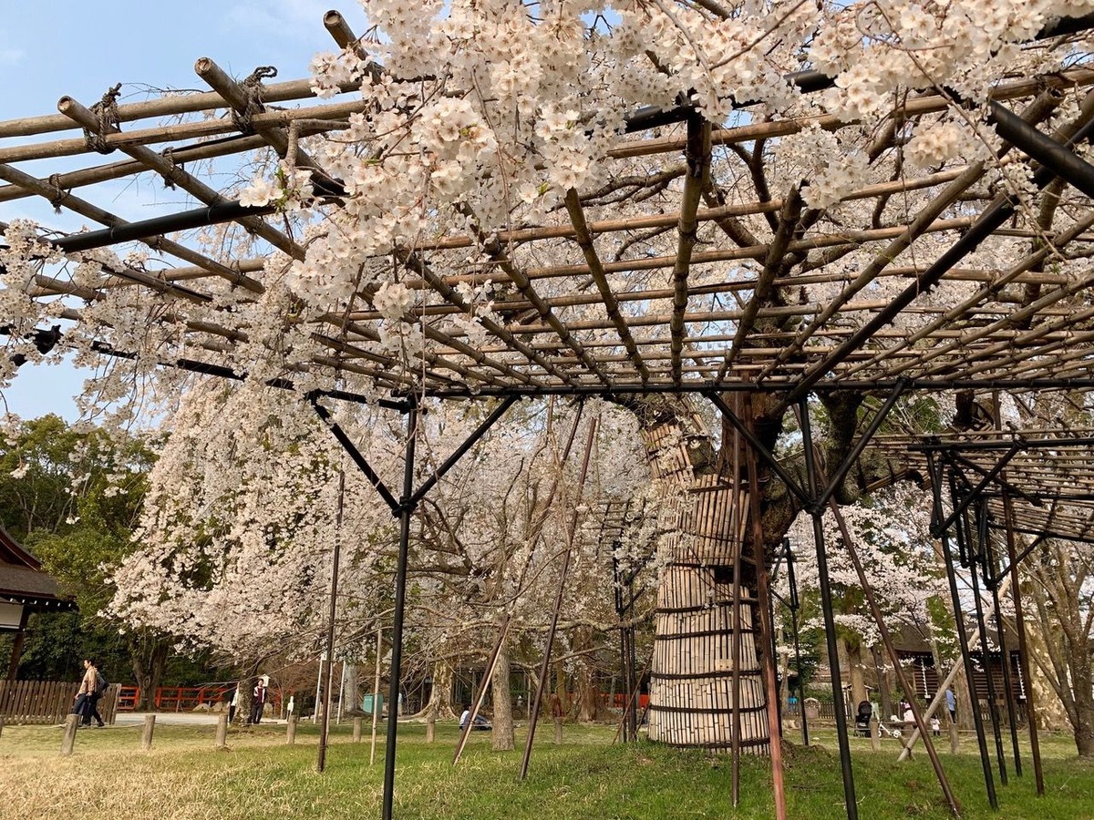 上賀茂神社の御所桜