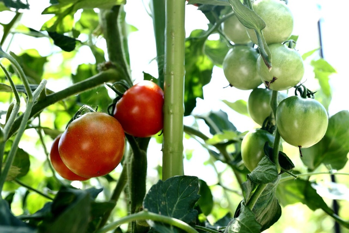 202111平嶋彰彦_ph3